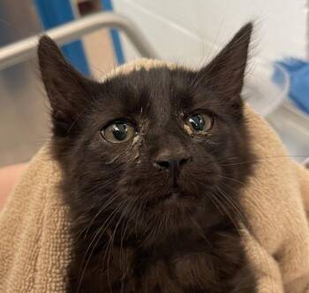 Buttercup -  Domestic Medium Hair Cat for Adoption in Golden, Colorado - Buttercup | PetCurious