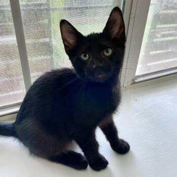 American Spirit -  Domestic Short Hair Cat for Adoption in Carencro, Louisiana - American Spirit | PetCurious
