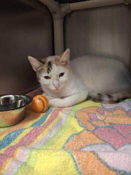 La Llorona -  Domestic Short Hair Cat for Adoption in Bowling Green, Ohio - La Llorona | PetCurious