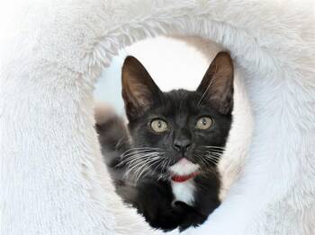 MADONNA -  Domestic Short Hair Cat for Adoption in Fort Lauderdale, Florida - MADONNA | PetCurious