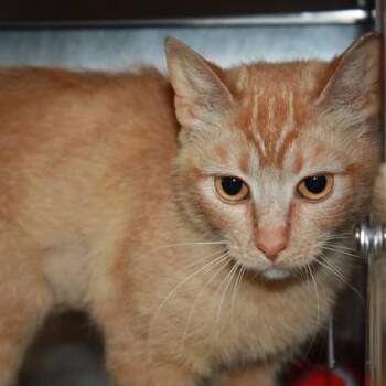 Domestic Short Hair Cats Available for Adoption in Richmond, Virginia - Jelly Bean | PetCurious