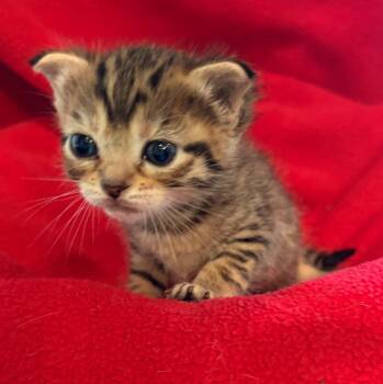 Ellis -  Domestic Short Hair Cat for Adoption in The Woodlands, Texas - Ellis | PetCurious