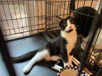 Rescue Domestic Short Hair Cats for Adoption in Pittsboro, North Carolina - Sterling 2 | PetCurious