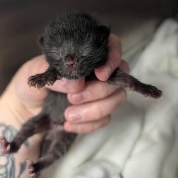 Domestic Short Hair Cats Available for Adoption - Milo | PetCurious