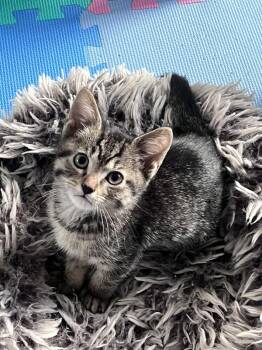 Domestic Short Hair Cats Available for Adoption in Novato, California - Ascot | PetCurious