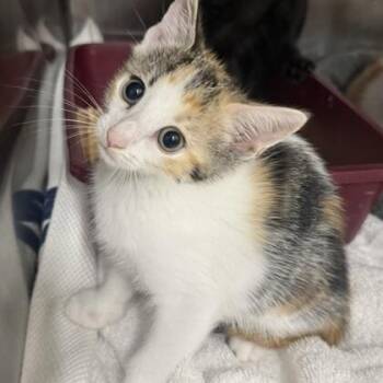 Chatterbox -  Domestic Short Hair Cat for Adoption - Chatterbox | PetCurious