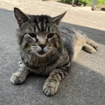 Bob -  Domestic Short Hair Cat for Adoption in Fairfax Station, Virginia - Bob | PetCurious