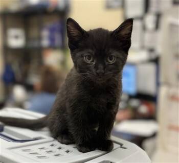 Domestic Short Hair Cats Available for Adoption in Aliquippa, Pennsylvania - APOLLO | PetCurious