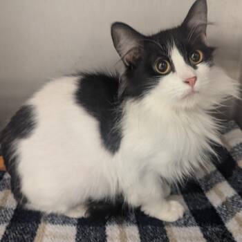 Domestic Long Hair Cats Available for Adoption - Papaya | PetCurious