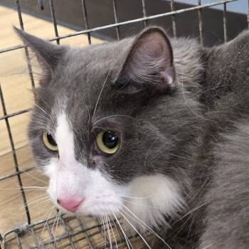 Fancy -  Domestic Short Hair Cat for Adoption in Newark, New Jersey - Fancy | PetCurious