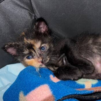 Rescue Domestic Short Hair Cats for Adoption in Los Angeles, California - Fernie | PetCurious