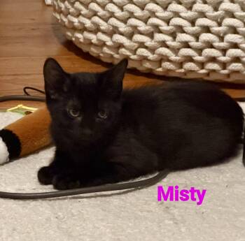 Misty -  American Shorthair Cat for Adoption in Mount Pleasant, South Carolina - Misty | PetCurious