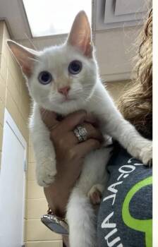 Cheez-it -  Ragdoll and American Shorthair Cat for Adoption in Fort Payne, Alabama - Cheez-it | PetCurious