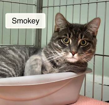 Domestic Short Hair Cats Available for Adoption in Ellicott City, Maryland - Smokey | PetCurious