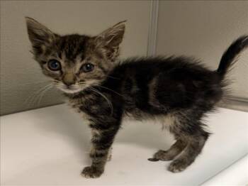 ALICE -  Domestic Short Hair Cat for Adoption in Tracy, California - ALICE | PetCurious