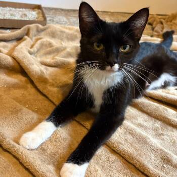 Wendy -  Domestic Short Hair Cat for Adoption in Kanab, Utah - Wendy | PetCurious