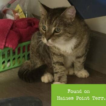 Tiger -  Domestic Short Hair Cat for Adoption in Lynchburg, Virginia - Tiger | PetCurious