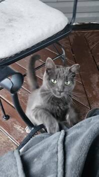 Russian Blue Cats Available for Adoption in Mansfield, Pennsylvania - Monday | PetCurious