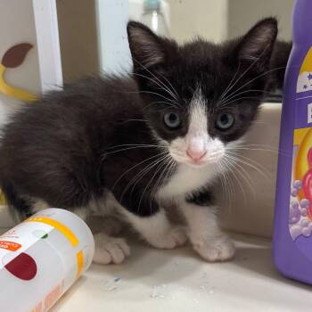 Domestic Short Hair Cats Available for Adoption in Park Row, Texas - Ferb | PetCurious