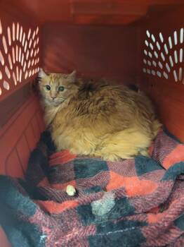 BILLY MARMELADE -  Domestic Medium Hair Cat for Adoption in Kent, Washington - BILLY MARMELADE | PetCurious