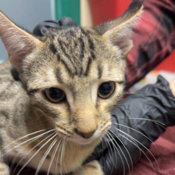Ron -  Domestic Short Hair Cat for Adoption in Lakewood, Colorado - Ron | PetCurious