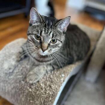 Tabby Cats Available for Adoption in Huntington, New York - Haley | PetCurious