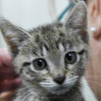 Indy -  Domestic Short Hair Cat for Adoption in Redwood City, California - Indy | PetCurious
