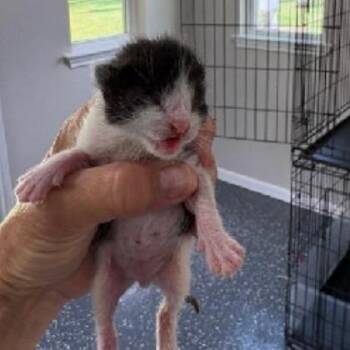 Felix -  Domestic Short Hair Cat for Adoption in League City, Texas - Felix | PetCurious