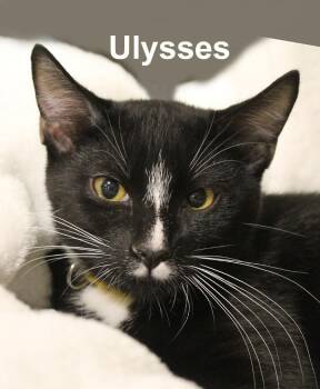 Ulysses (and Veronica) Fuhr. (sweet brother and sister kittens) -  Domestic Short Hair Cat for Adoption in Stowe, Pennsylvania - Ulysses (and Veronica) Fuhr. (sweet Brother And Sister Kittens) | PetCurious