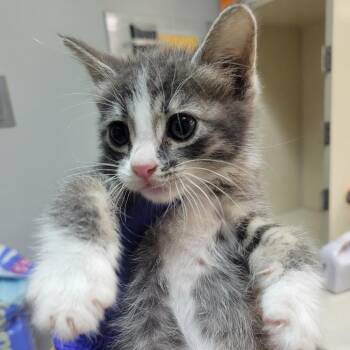 WAGS-Stray-21753 -  Domestic Medium Hair Cat for Adoption in Westminster, California - WAGS-Stray-21753 | PetCurious
