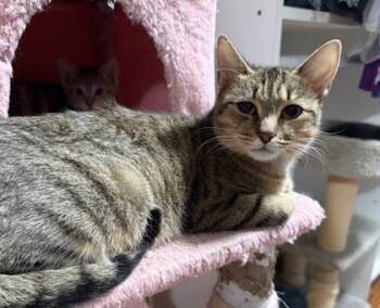 Rescue Domestic Short Hair Cats for Adoption in Maumee, Ohio - Penelope | PetCurious