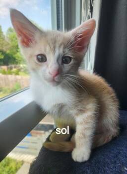 Sol -  Domestic Short Hair Cat for Adoption in Fishers, Indiana - Sol | PetCurious