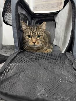 Mommy Cat -  Domestic Short Hair Cat for Adoption in Bayonne, New Jersey - Mommy Cat | PetCurious