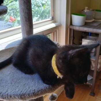 Mushroom -  Domestic Short Hair Cat for Adoption in Buffalo, Minnesota - Mushroom | PetCurious