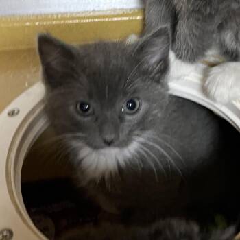 Domestic Short Hair Cats Available for Adoption in Las Vegas, Nevada - Ivanova 53606 | PetCurious