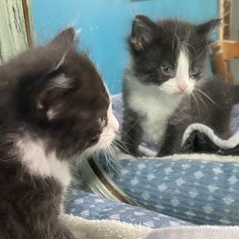 Lucas -  Domestic Short Hair Cat for Adoption in Denison, Texas - Lucas | PetCurious