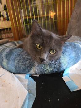 Finnlay -  Domestic Medium Hair Cat for Adoption in Oceanside, California - Finnlay | PetCurious