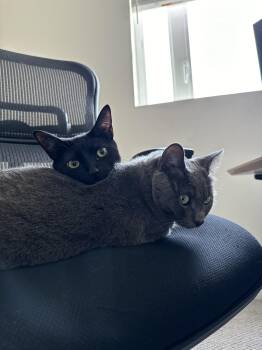 Domestic Short Hair Cats Available for Adoption - Bondi And Ada | PetCurious