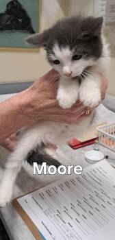 Moore -  Domestic Medium Hair Cat for Adoption in Plattsburgh, New York - Moore | PetCurious