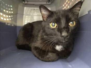 Paul -  Domestic Short Hair Cat for Adoption in Kansas City, Missouri - Paul | PetCurious