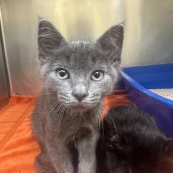Domestic Short Hair Cats Available for Adoption in Walnut Creek, California - Kavax | PetCurious