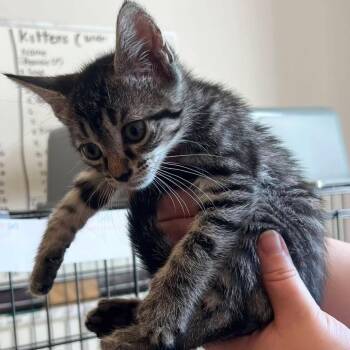 Lazuli -  Domestic Short Hair Cat for Adoption in New York, New York - Lazuli | PetCurious