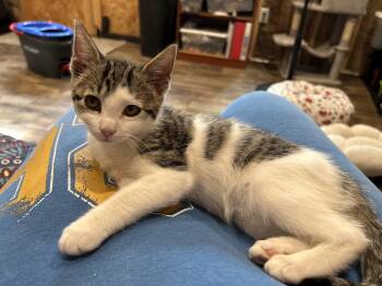 Baby Bella -  Domestic Short Hair Cat for Adoption in Richmond, Virginia - Baby Bella | PetCurious