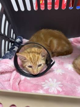 LOKI -  Domestic Short Hair Cat for Adoption - LOKI | PetCurious