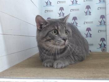 Domestic Short Hair Cats Available for Adoption in Orlando, Florida - RYKER | PetCurious