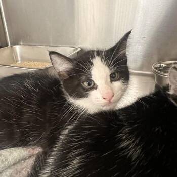 Domestic Short Hair Cats Available for Adoption in Wilmington, Delaware - Peony | PetCurious