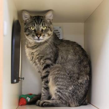 Ernie -  Domestic Short Hair Cat for Adoption in Los Angeles, California - Ernie | PetCurious