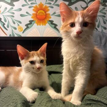 Ragetti -  Domestic Long Hair Cat for Adoption in Evanston, Illinois - Ragetti | PetCurious