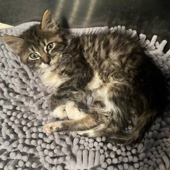Grace -  Domestic Medium Hair Cat for Adoption in Klamath Falls, Oregon - Grace | PetCurious