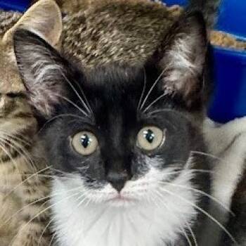 Rescue Domestic Short Hair Cats for Adoption in Calverton, New York - Gloria | PetCurious